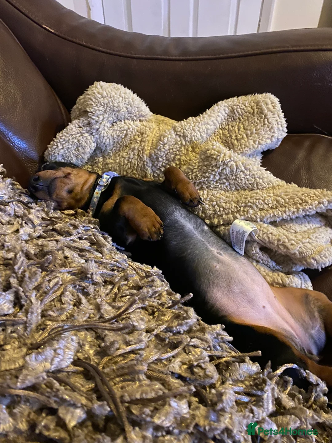 Miniature Dachshund dogs for sale: Beautiful miniature dachshund  - Advert 3