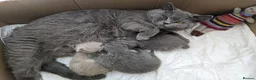 British Shorthair cats for sale: British Shorthairs 2 boys 1 girl - Advert 21
