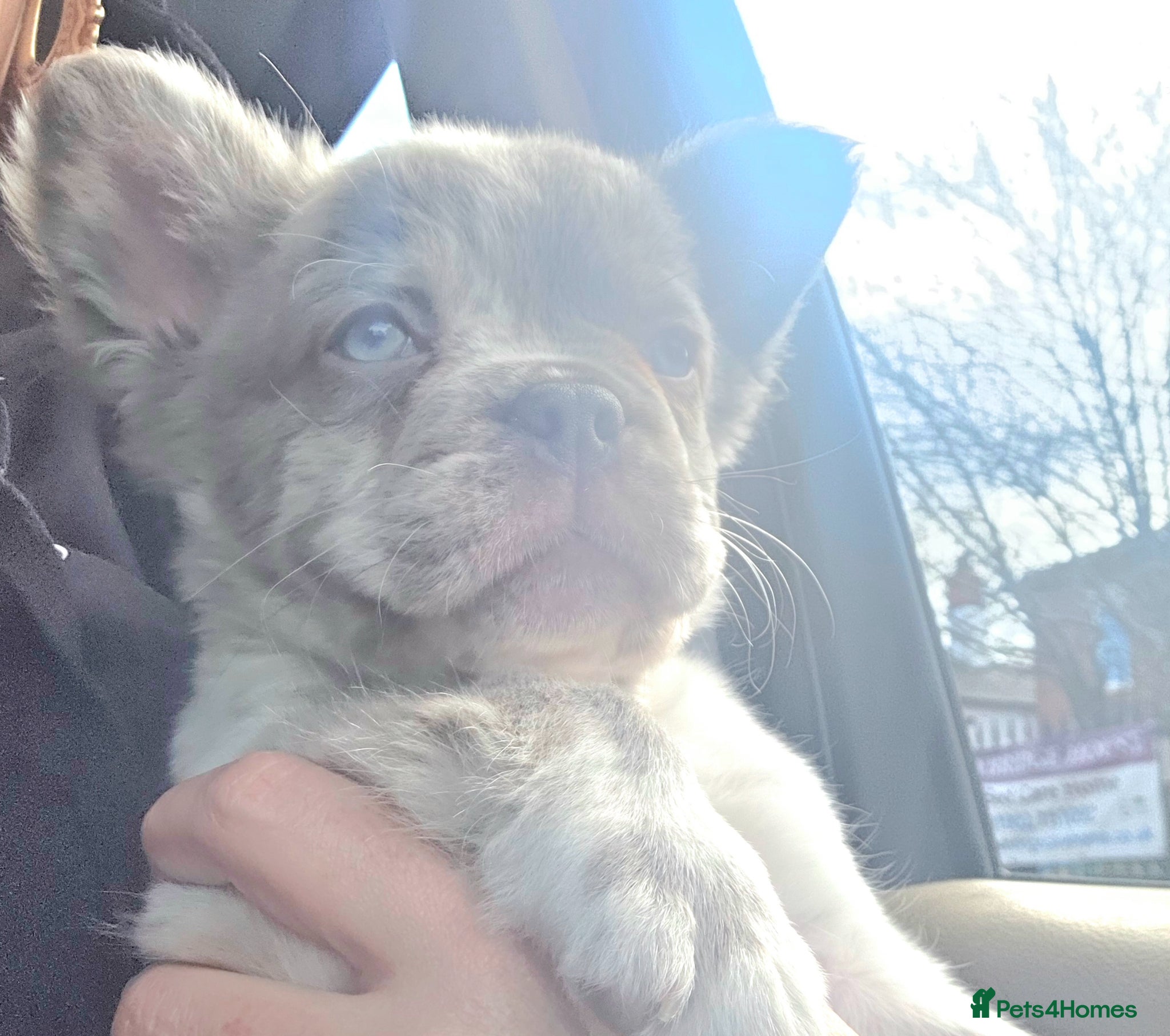 French Bulldog dogs Fluffy french bulldog puppies - Advert 17