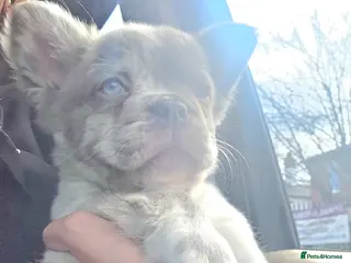 French Bulldog dogs Fluffy french bulldog puppies - Advert 17