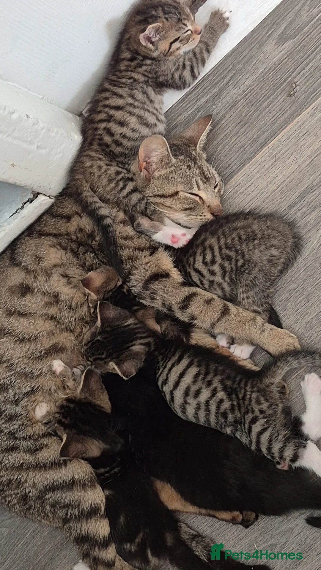 Mixed Breed cats for sale: 5 kittens- £50 each in Birmingham - Advert 2