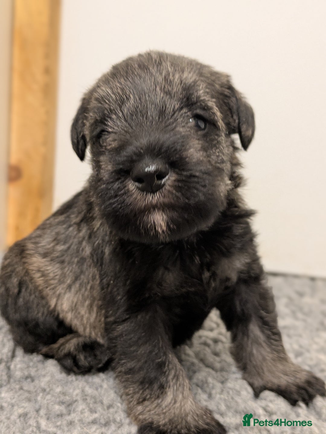 Miniature Schnauzer dogs for sale: Fully Health Tested Clear Miniature Schnauzer Boy - Advert 2