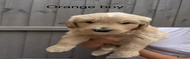 Goldendoodle 2