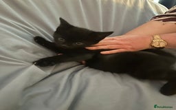 British Shorthair cats for sale: 8 Beautiful short haired kittens - Image 4