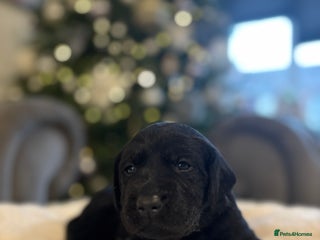 Labrador Retriever dogs Beautiful Mixed Colour Litter - Advert 16