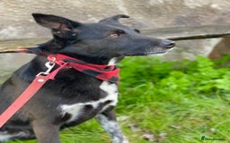 Mixed Breed dogs for adoption: ❤️Carmen — 3,5-4 years old small-to-medium girl❤️ - Advert 11