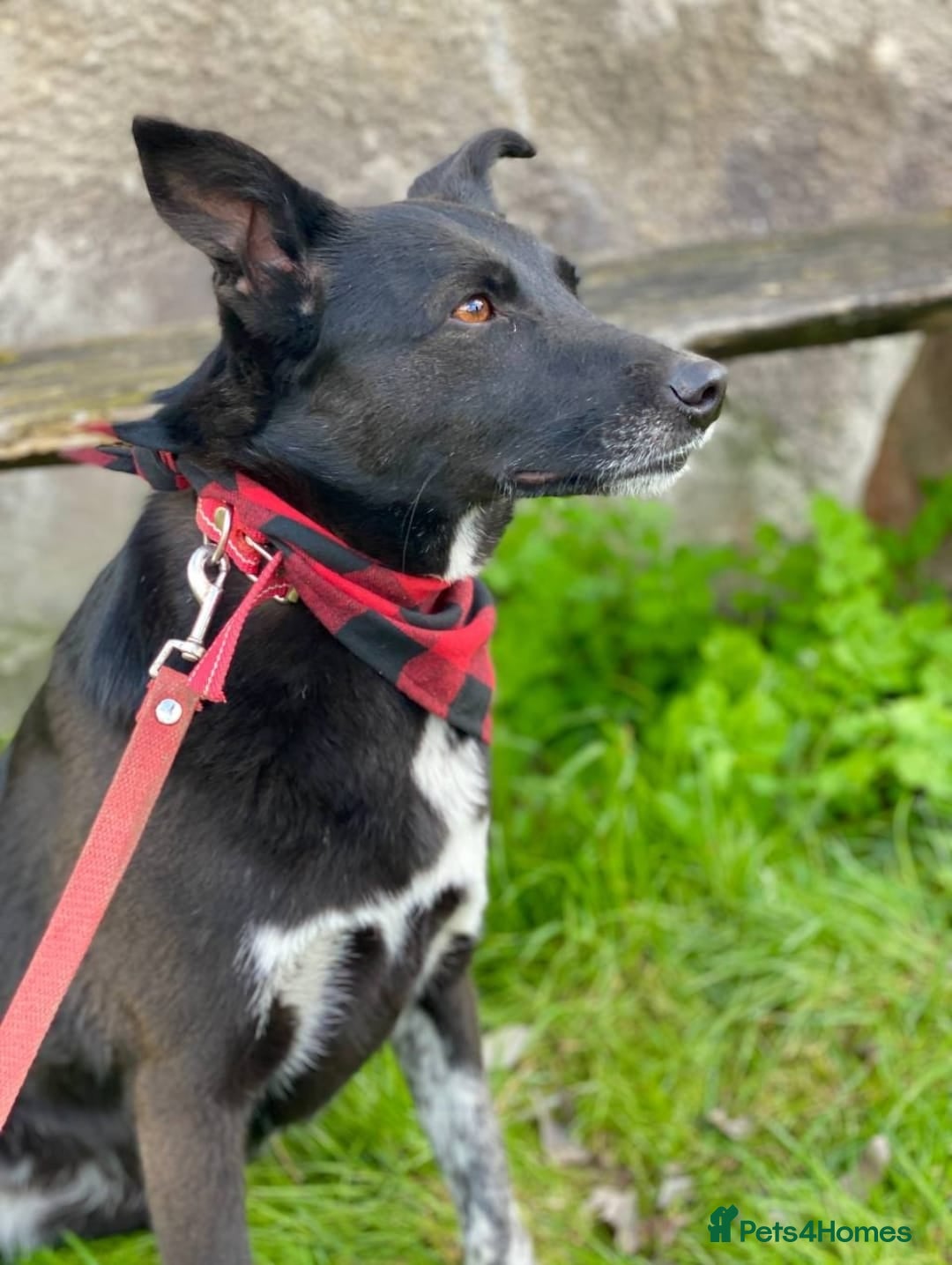 Mixed Breed dogs for adoption: ❤️Carmen — 3,5-4 years old small-to-medium girl❤️ - Advert 11