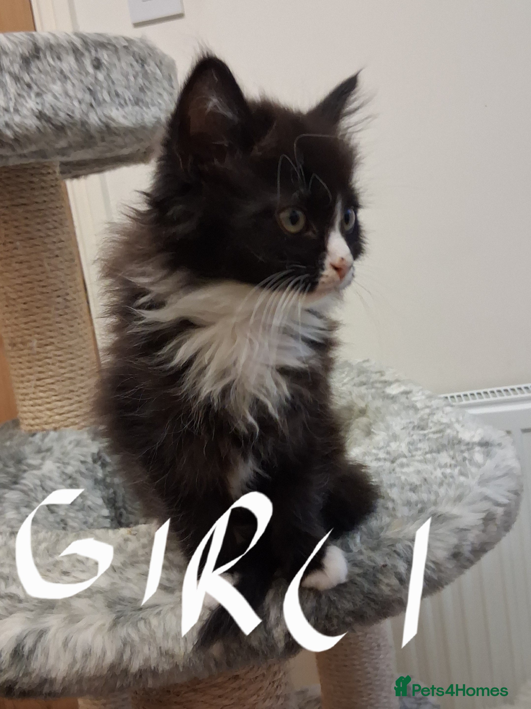 Maine Coon cats Beautiful Maine Coon kittens  - Advert 4