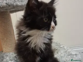 Maine Coon cats Beautiful Maine Coon kittens - Advert 4