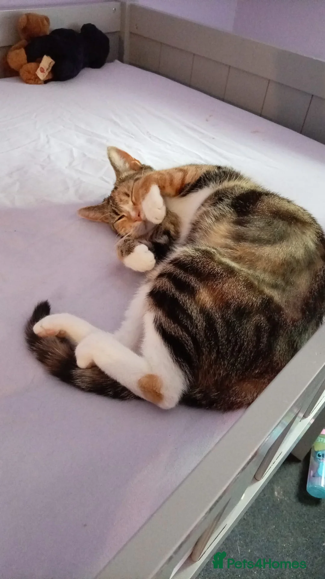 Mixed Breed cats for sale: Mother and son looking for new homes - Advert 6