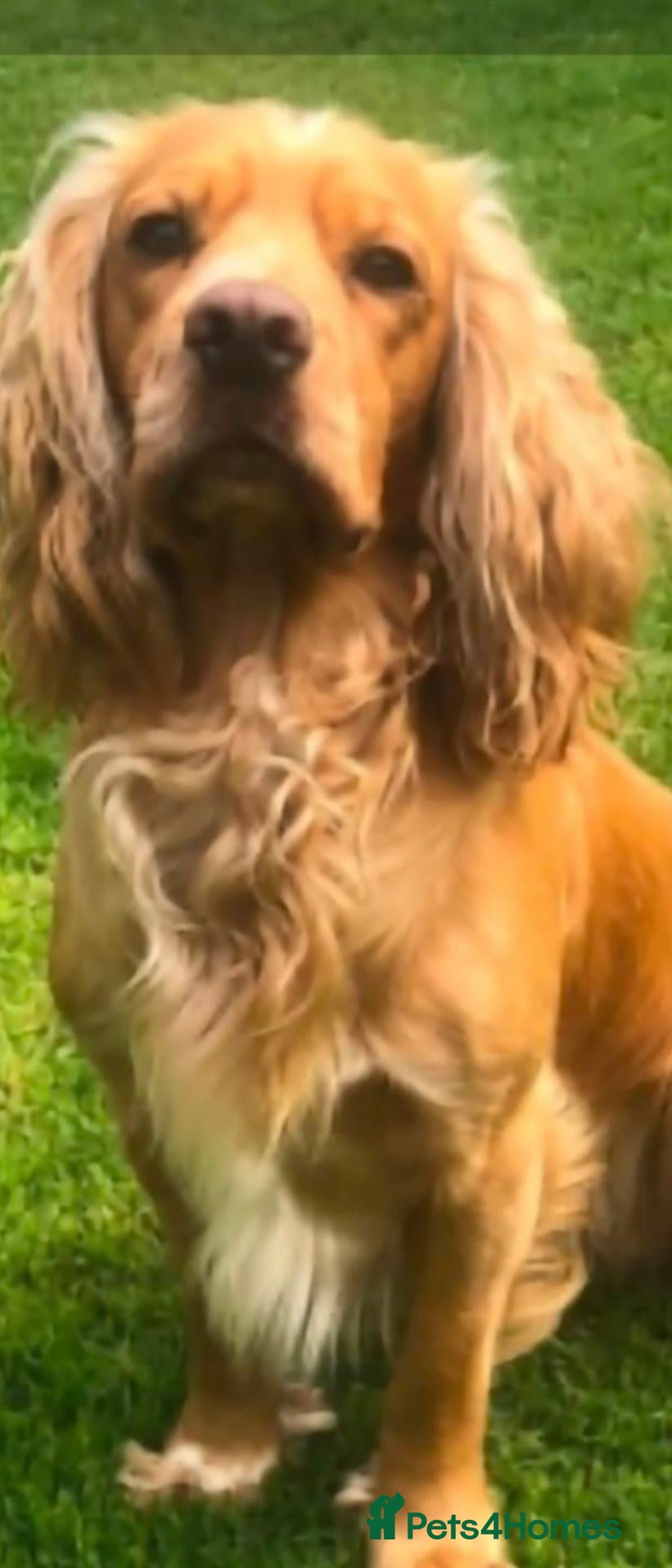 Cocker Spaniel dogs BEAUTIFUL KC  REGISTERED COCKER SPANIEL PUPPIES - Advert 1