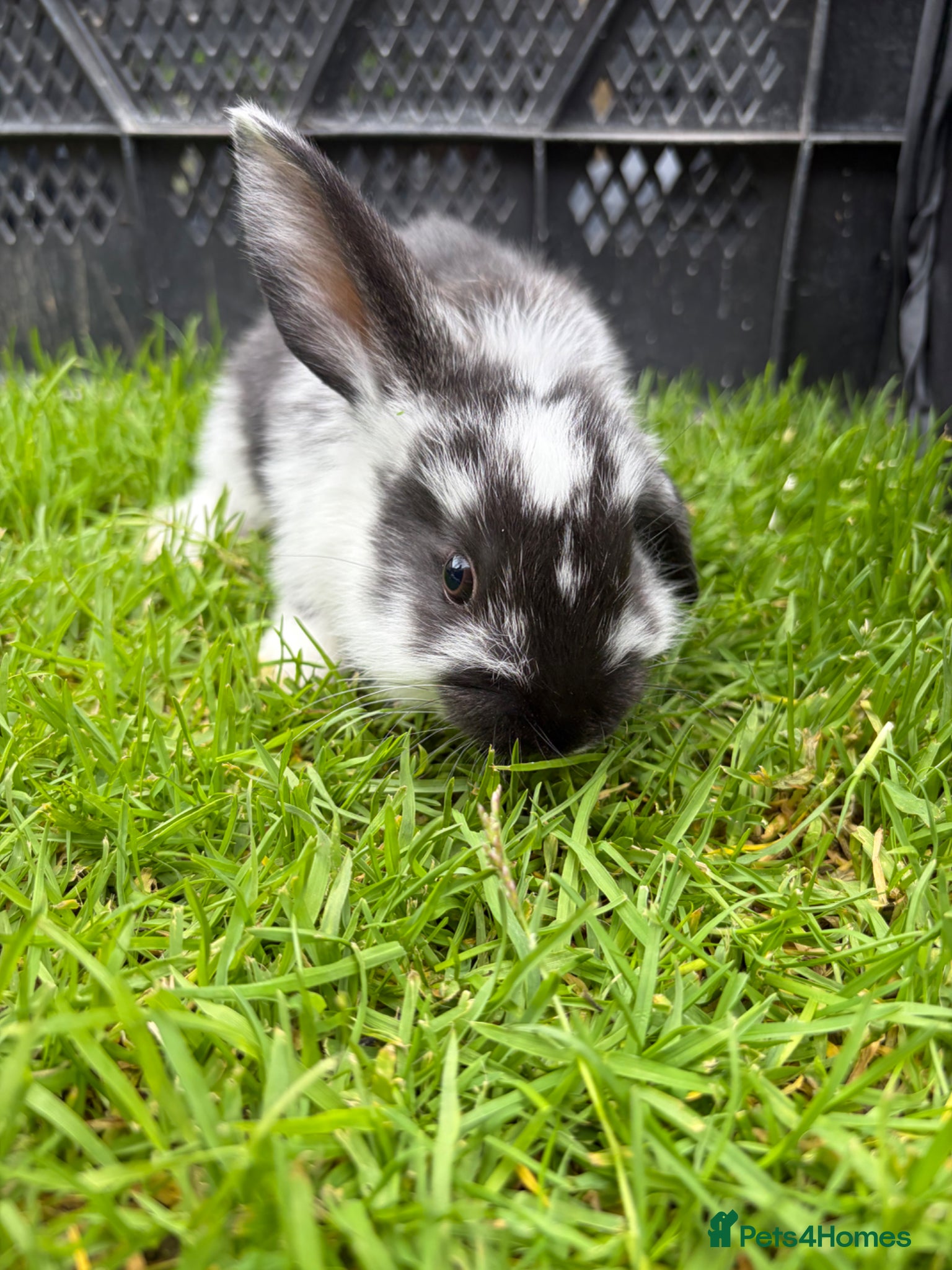 Mixed Breed rabbits English Spot cross Mini Lops - Advert 2