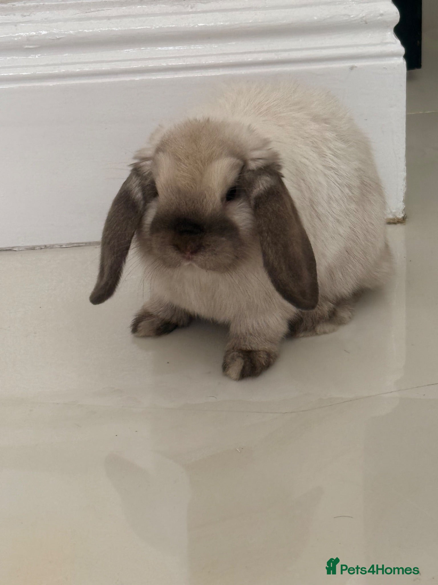 Mini Lop rabbits Pedigree mini lop buck with hutch and everything  - Advert 14