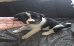 Mixed Breed dogs for sale: mixed breed puppies - Image 2