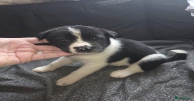 Mixed Breed dogs - Advert 13