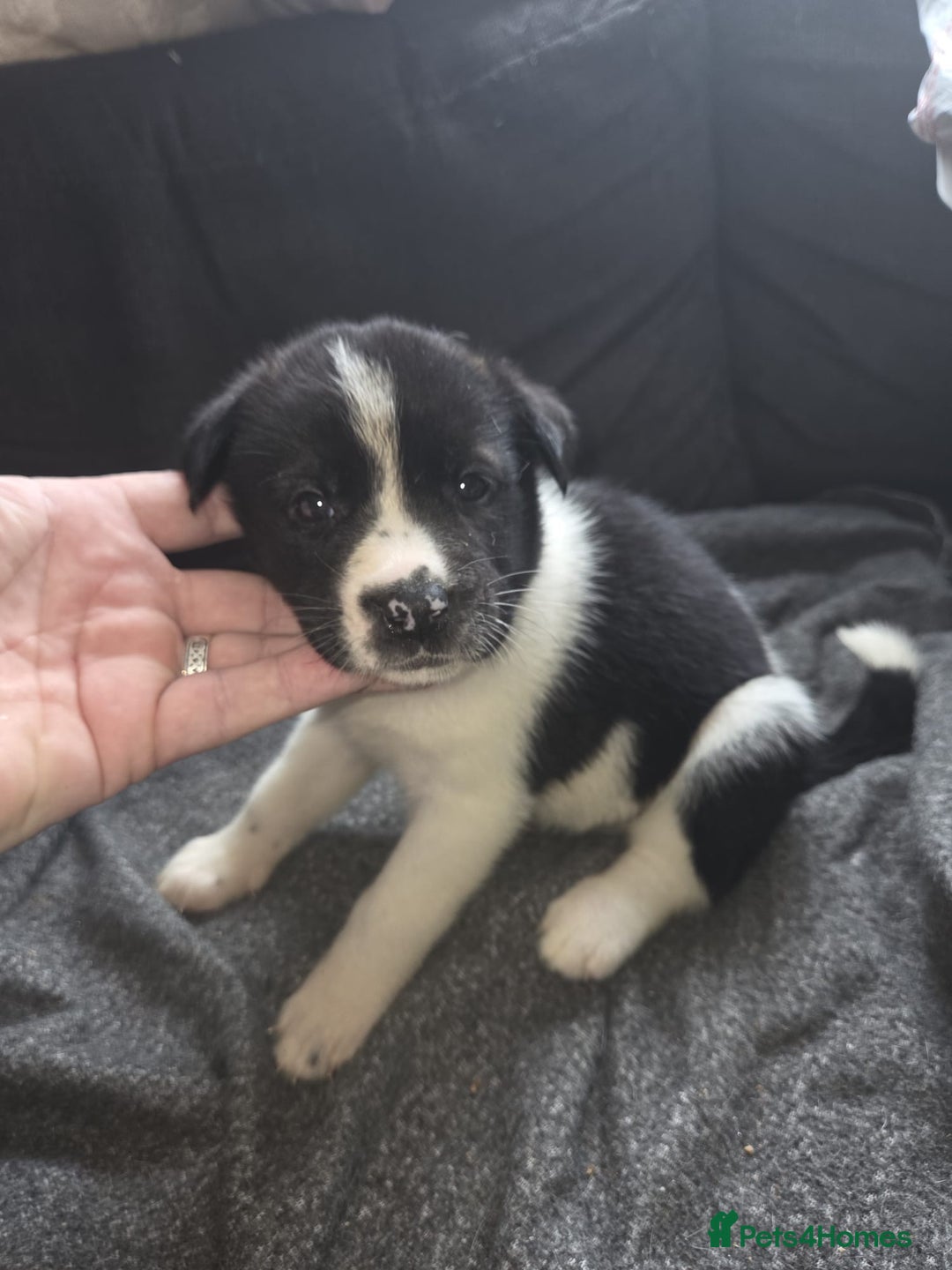 Mixed Breed dogs for sale: mixed breed puppies - Image 2