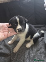 Mixed Breed dogs - Advert 10