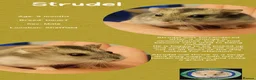 Hamster rodents for sale: Hamsters for adoption  - Advert 16