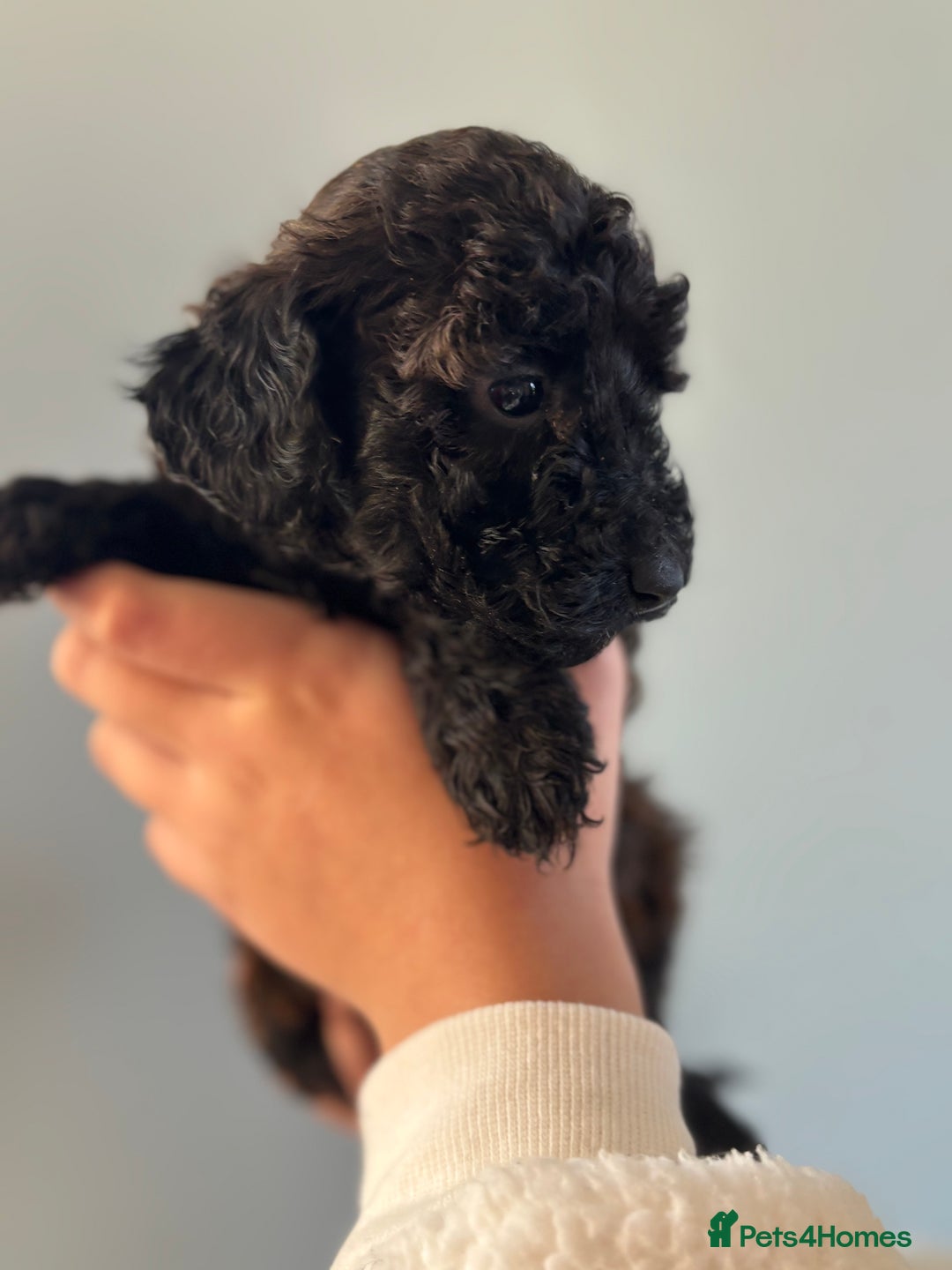 Miniature Poodle dogs for sale: Beautiful health tested miniature poodles  - Advert 25