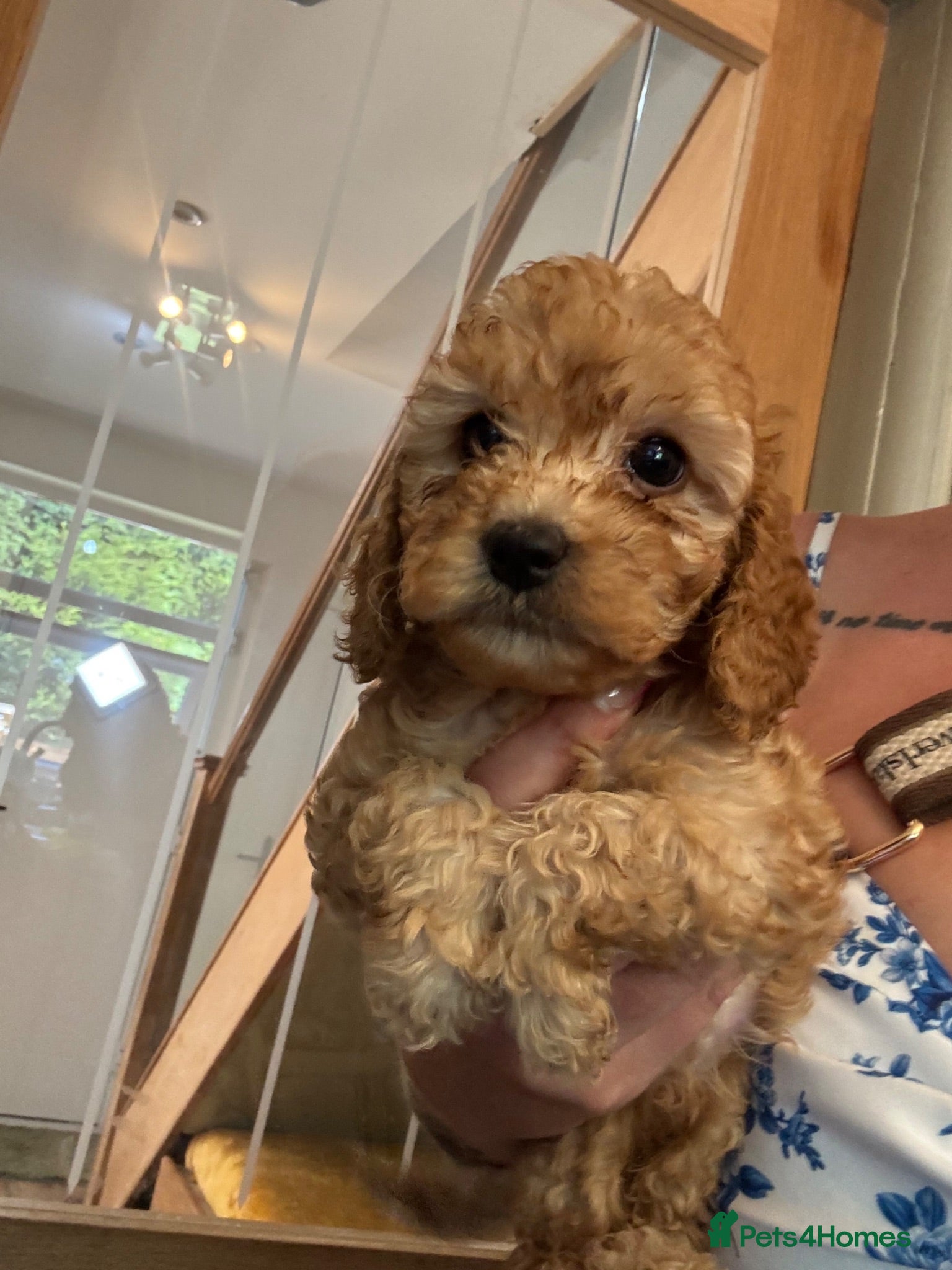 Cockapoo dogs Stunning home reared F1B cockapoos 2 girls left - Advert 17