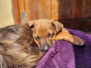 Rhodesian Ridgeback dogs - Advert 11