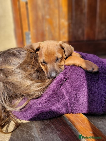 Rhodesian Ridgeback dogs - Advert 1