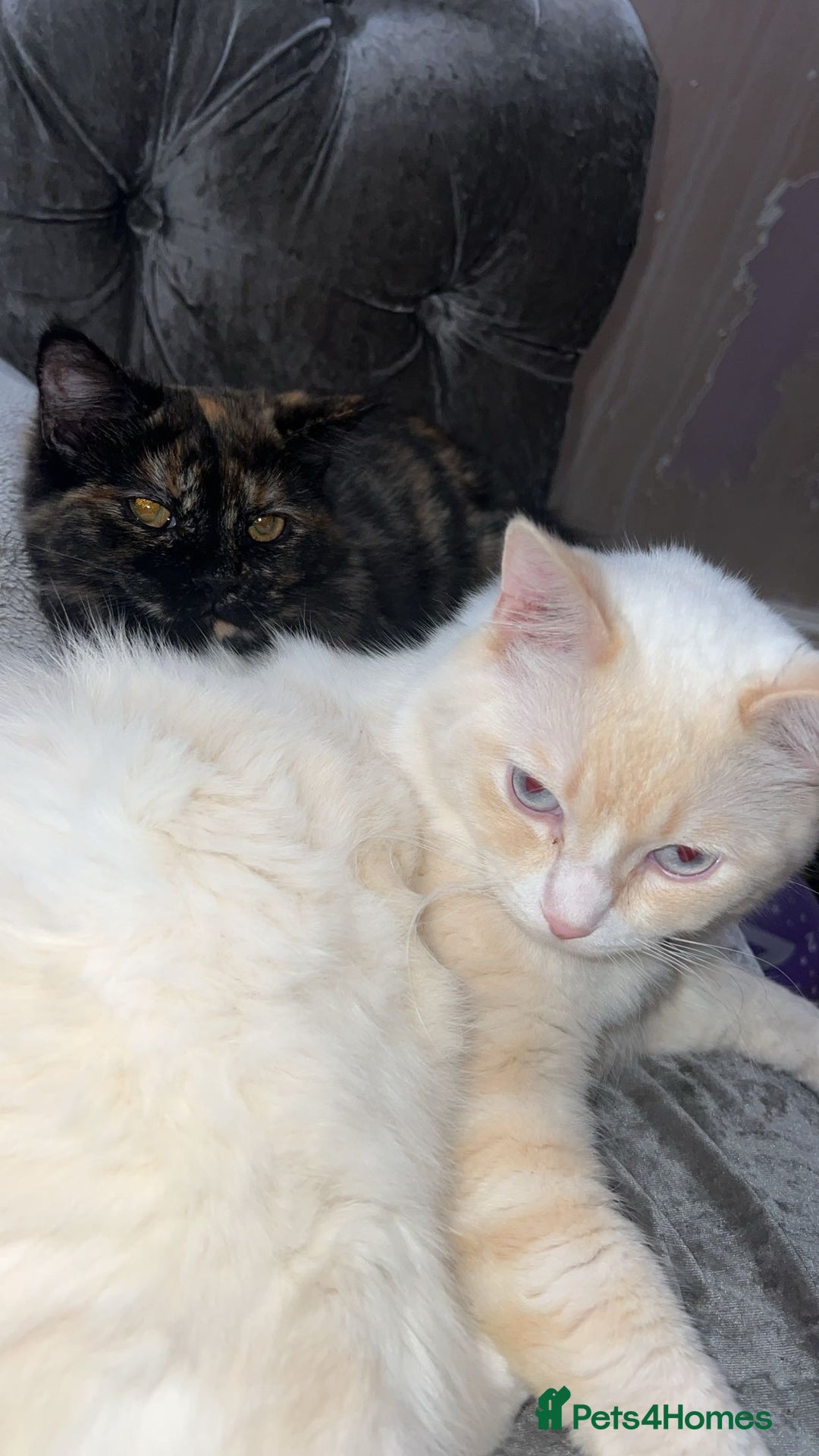 Ragdoll cats for sale: gorgeous flame ragdoll in Stevenage - Image 2