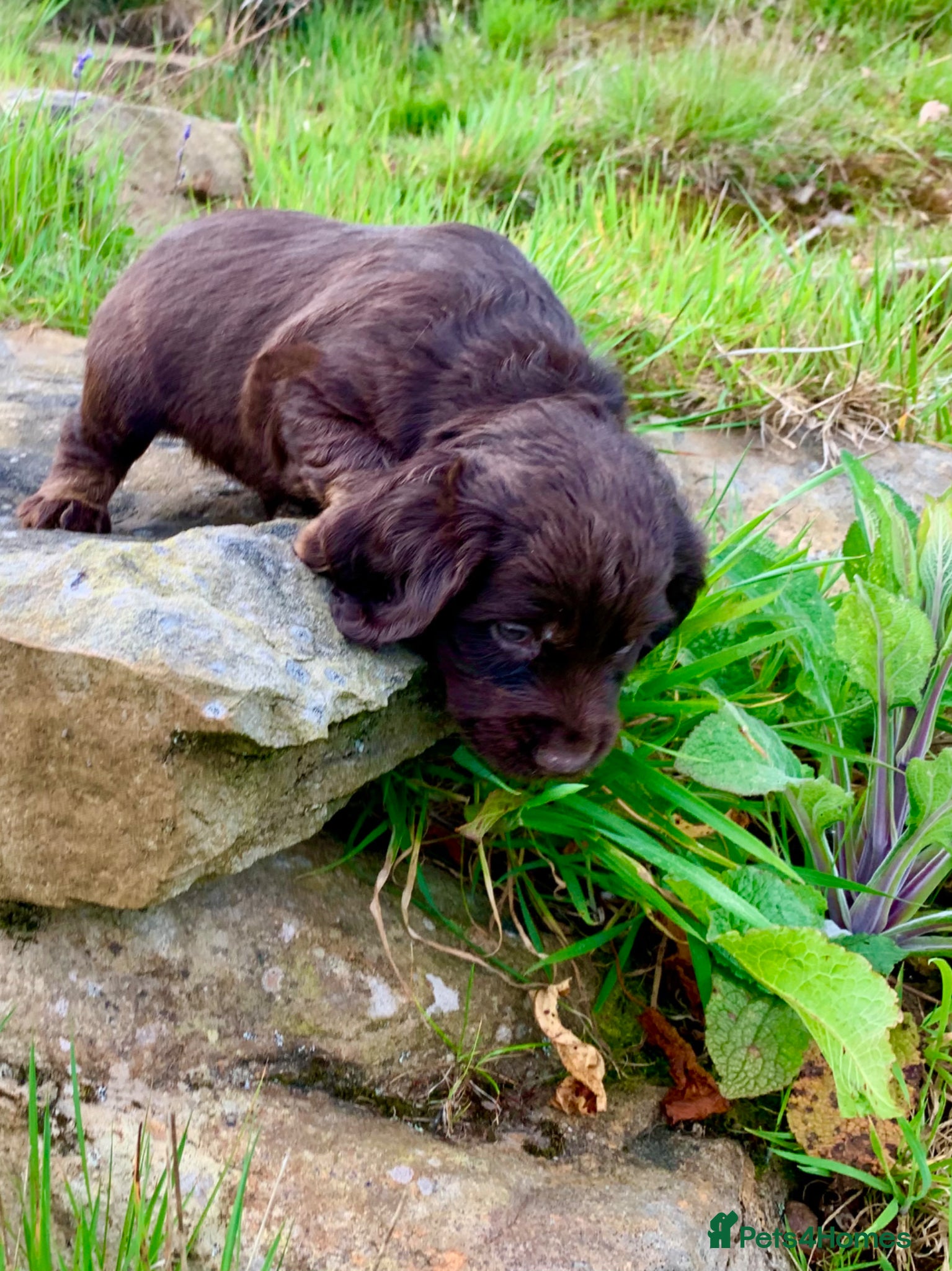 Cocker Spaniel dogs Sired from British Champion - Advert 1