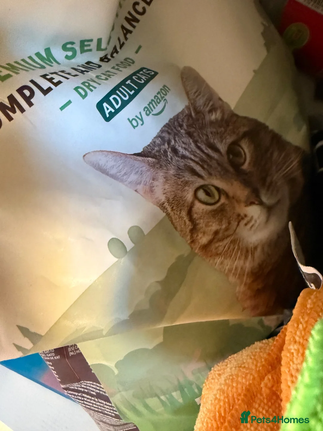 Scottish Fold cats for sale: My precious Milo - Scottish straight ear short 1yr - Advert 2