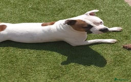 Staffordshire Bull Terrier dogs for sale: Kc Staffordshire bull terrier puppies  - Image 3