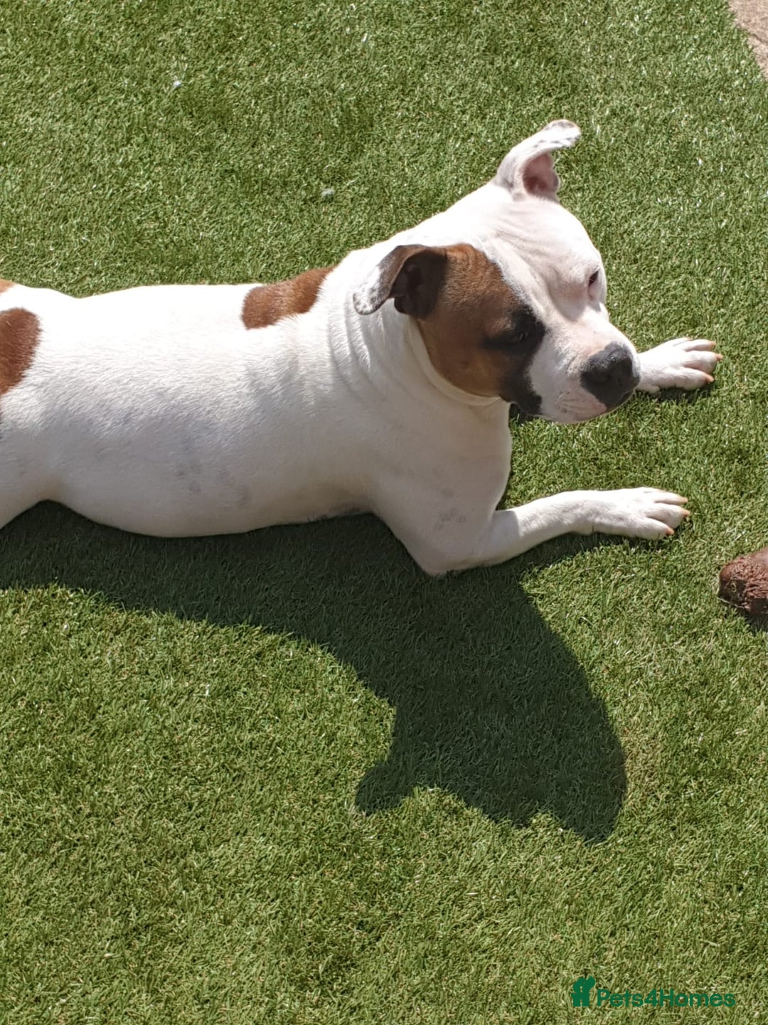 Staffordshire Bull Terrier dogs for sale: Kc Staffordshire bull terrier puppies  - Image 3