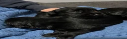 Mixed Breed dogs for sale: Adorable Cocker x Border Collie - Advert 11
