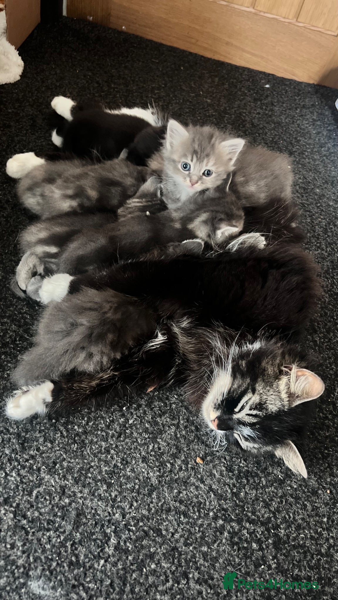 Mixed Breed cats for sale: 4 beautiful kittens available  - Advert 2