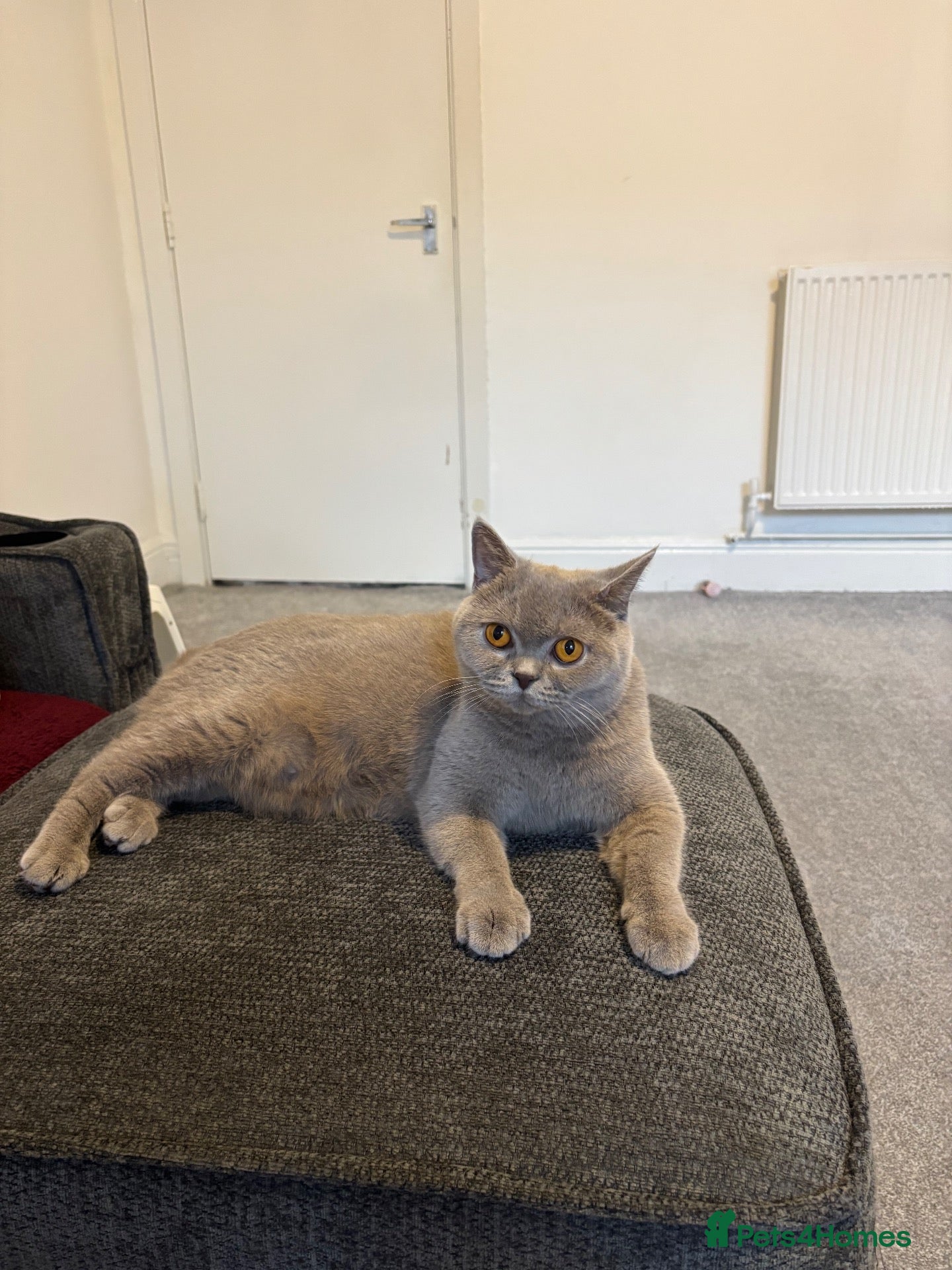 British Shorthair cats Sonnic – Gorgeous Pedigree British Shorthair Boy - Advert 2