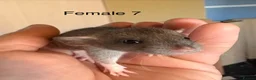 Rat rodents for sale: Mixed sex dwarf Dumbo Rats - Advert 29