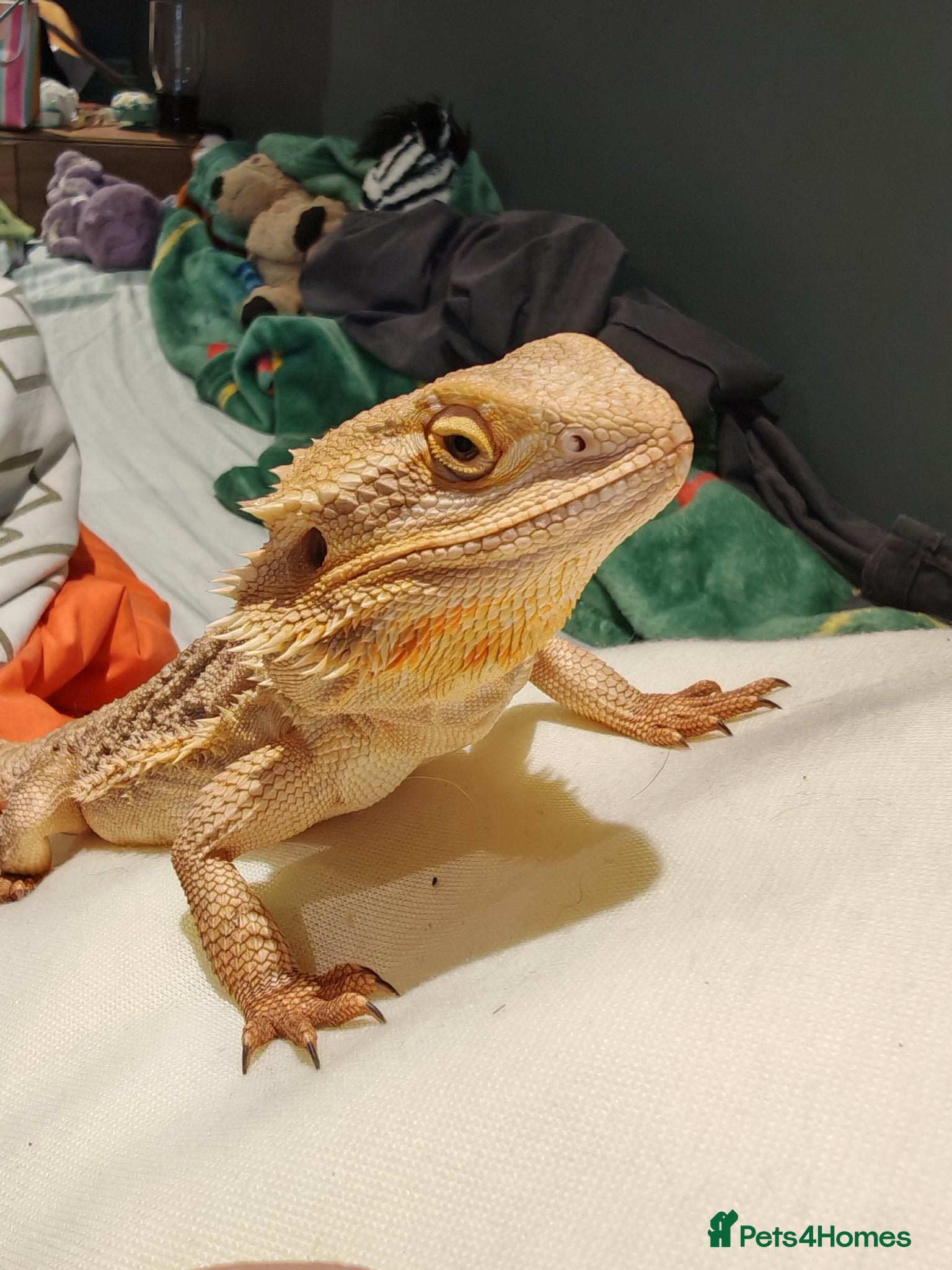 Bearded Dragon reptiles Lovely male beardie for sale - Advert 1