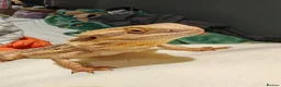 Bearded Dragon reptiles for sale: Lovely male beardie for sale - Advert 1