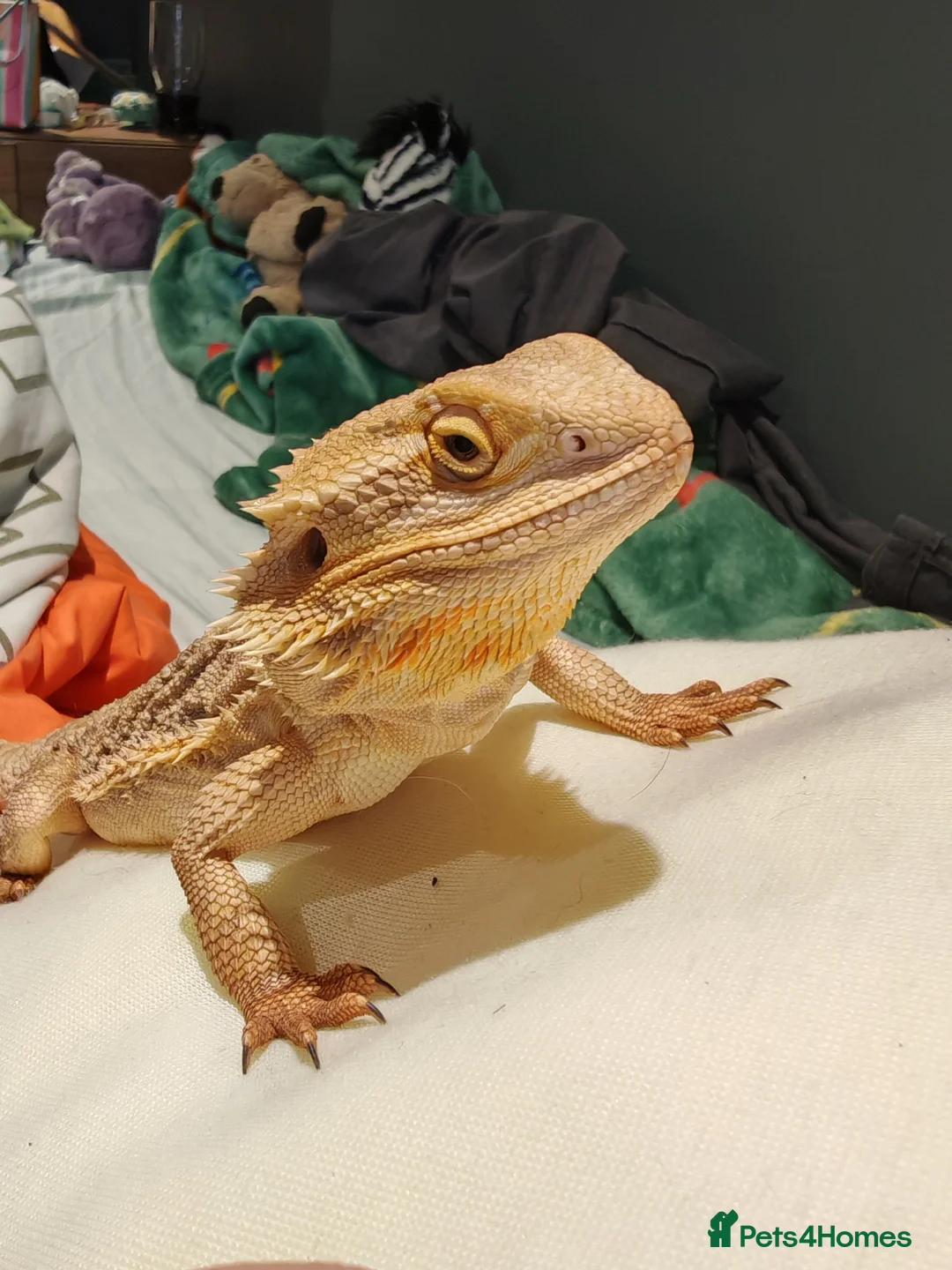 Bearded Dragon reptiles for sale: Lovely male beardie for sale - Advert 1
