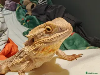 Bearded Dragon reptiles Lovely male beardie for sale - Advert 1