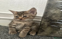 Mixed Breed cats for sale: KITTENS FOR SALE -READY TO LEAVE ON THE 5th 200£ - Image 5