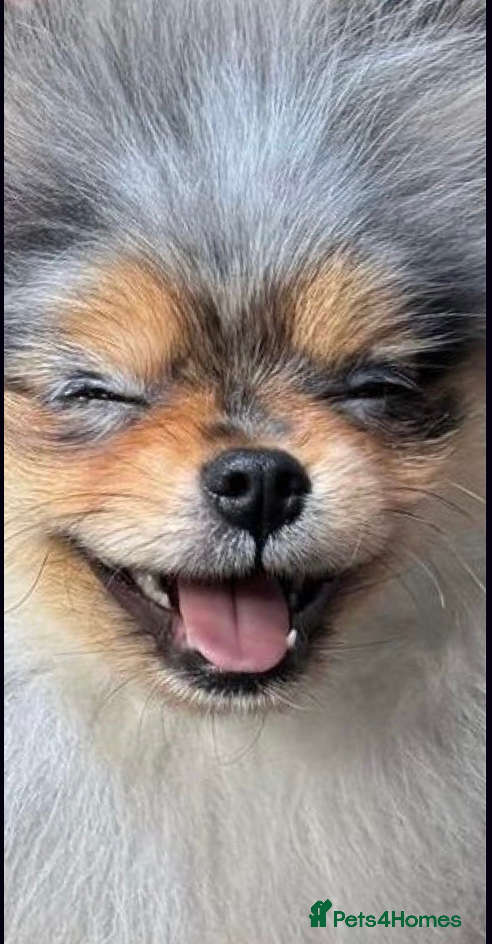 Pomeranian dogs 💙✨BLUE EYES Poms 🐶👀 EXPERIENCED STUDS👀👑🏆 in Bedford - Advert 11