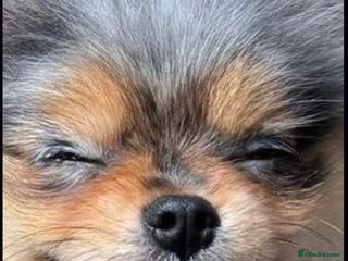 Pomeranian dogs in Bedford - Advert 10