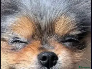 Pomeranian dogs 💙✨BLUE EYES & Hazel 👀 Poms 🐶EXPERIENCED STUDS🏆 in Bedford - Advert 5