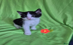 Mixed Breed cats for sale: Kittens  - Image 4
