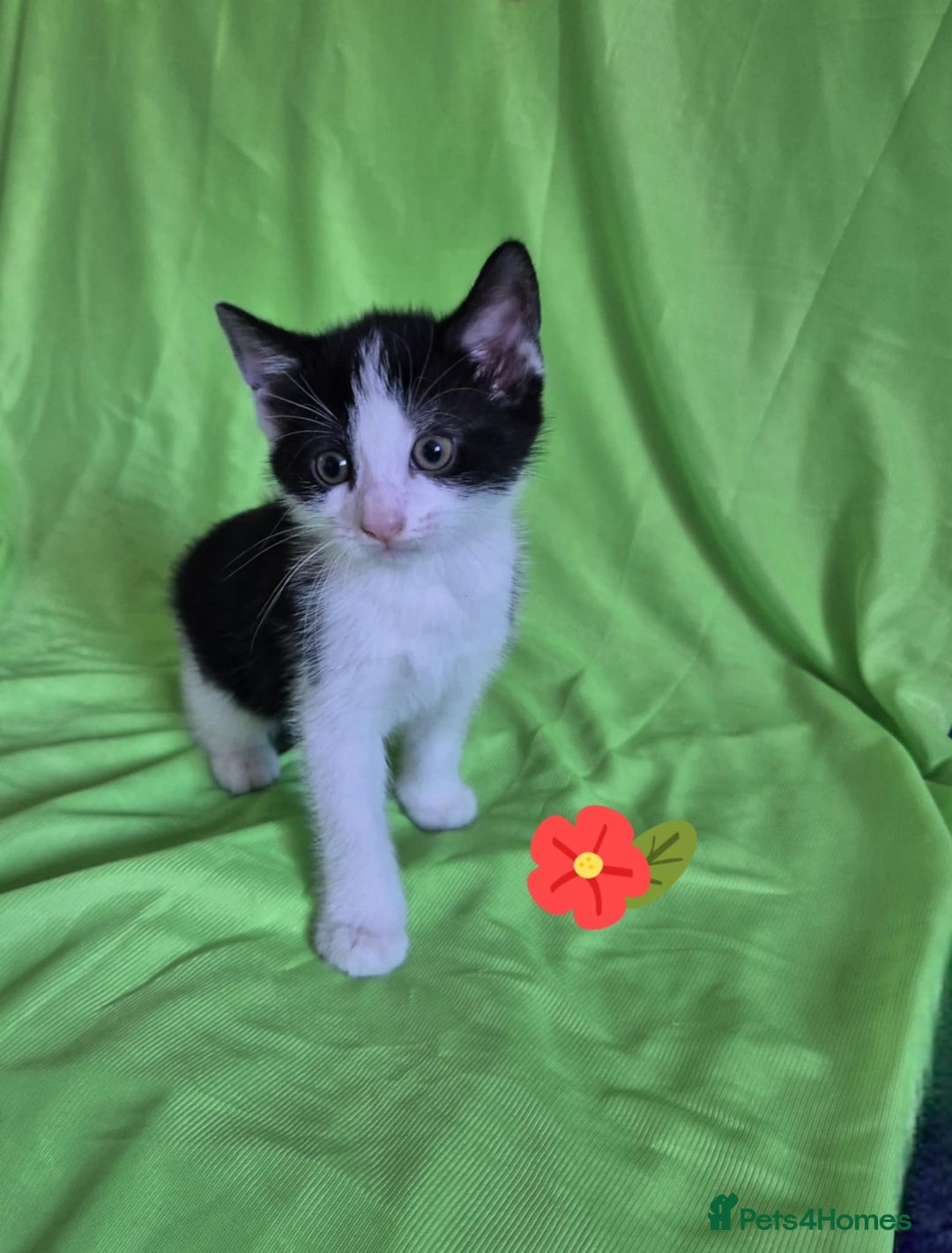Mixed Breed cats for sale: Kittens  - Image 4