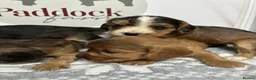 Cockalier dogs for sale: ✨ Superb Cockalier Puppies ✨ - Advert 5