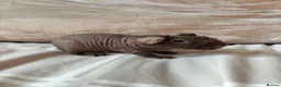 Guinea Pig rodents for sale: 2 beautiful bonded skinny pigs for sale - Advert 3