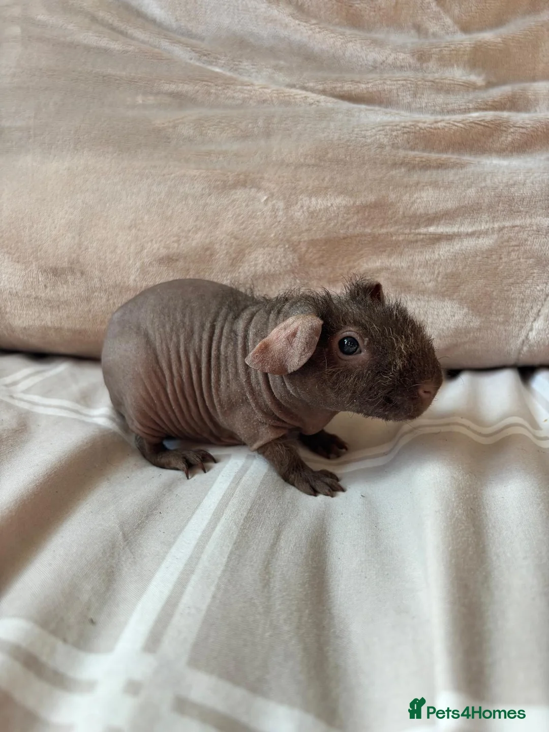 Guinea Pig rodents for sale: 2 beautiful bonded skinny pigs for sale - Advert 3