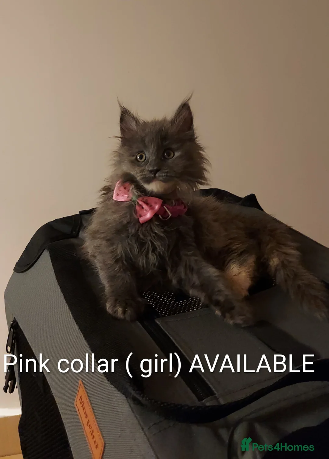 Maine Coon cats for sale: RARE COLOURS!!! MAINE COON KITTENS/DNA/GCCF  - Advert 7