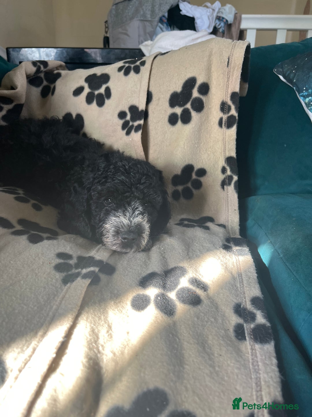 Cockapoo dogs for sale: Adorable Cockapoo Puppies  - Image 13